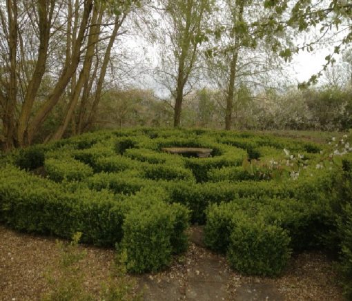Maze created from dwarf box plants at Willows Nursery. Buy bare rooted plants
