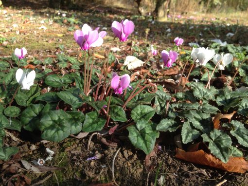 Cyclamen Hederifolium at Willows Nursery. Buy corms