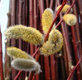 Salix Daphnoides Aglaia. Stems and catkins. Buy short willow cuttings