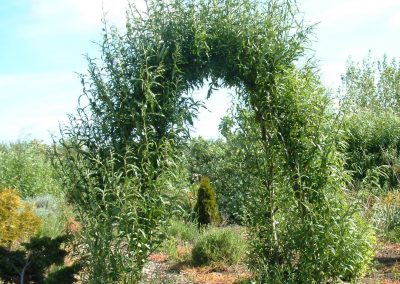 Buy. This is a simple living willow arch