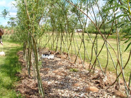 One of first living willow tunnels planted at the Nursery in 2001.