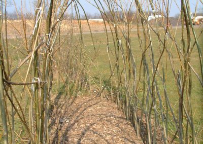 Buy. One of first living willow tunnels planted at the Nursery in 2001.