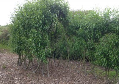 Buy. Living Willow Tunnel Kit WK102
