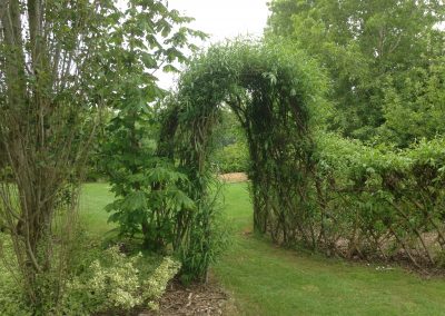 Buy. A living willow archway/short tunnel at Willows Nursery. Willow fence screen