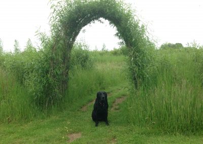 Buy. A living willow archway/short tunnel at Willows Nursery.
