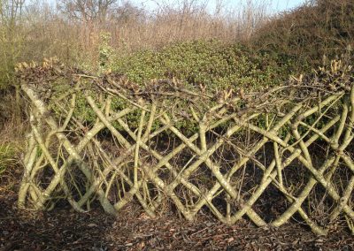A mature Living Willow Fedge Kit at Willows Nursery in Winter. Willow fence screen
