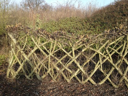 A mature Living Willow Fedge Kit at Willows Nursery in Winter. Willow fence screen