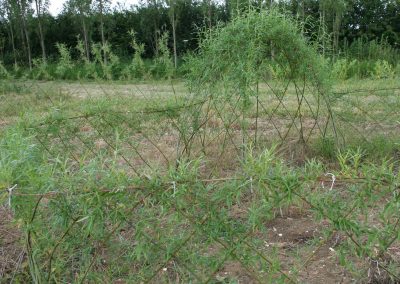 Buy Living Willow Standard Dome Kit WK105 . . . combined with Fedge kits. Willow den bower plus screen fence