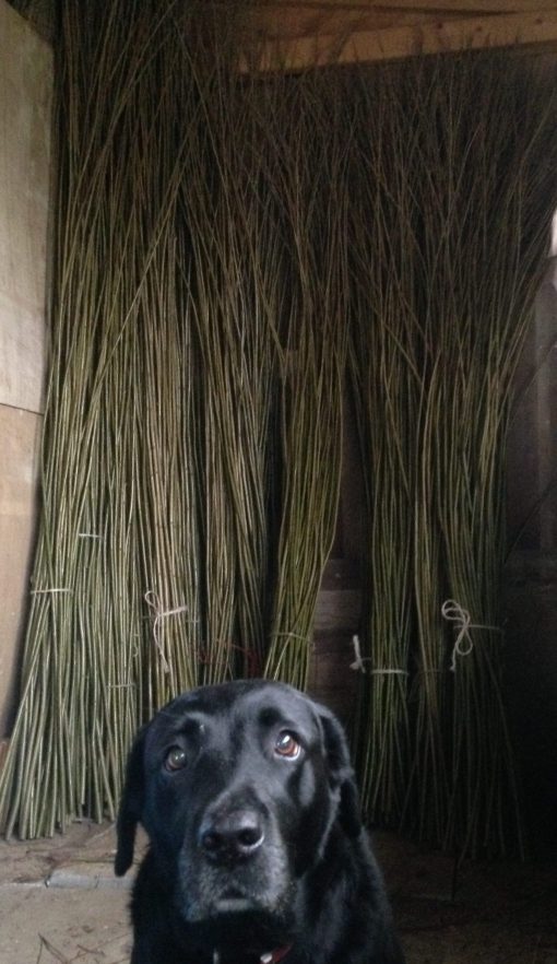 Sorted long willow whips at Willows Nursery. Buy