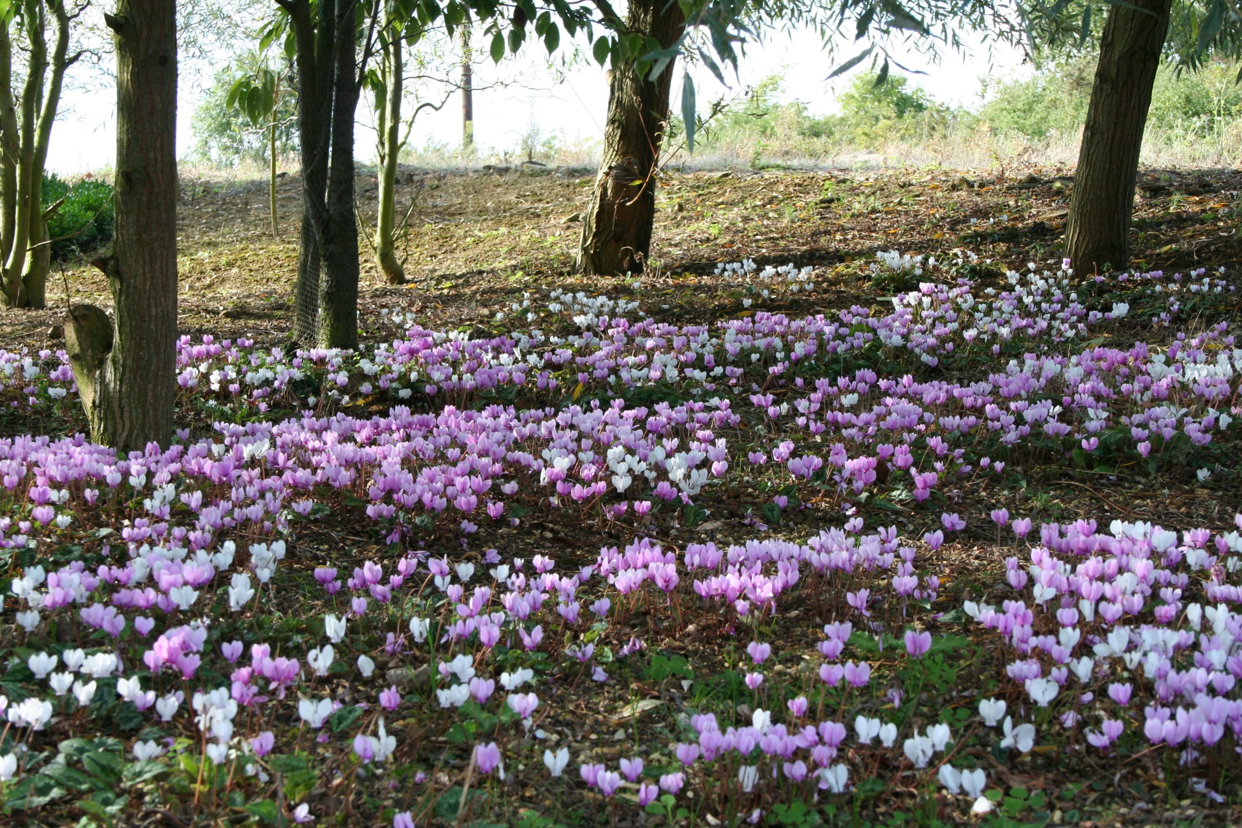 Cyclamen Hederifolium growing at Willows Nursery. Buy