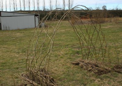 Buy. Another living willow archway/short tunnel at Willows Nursery.