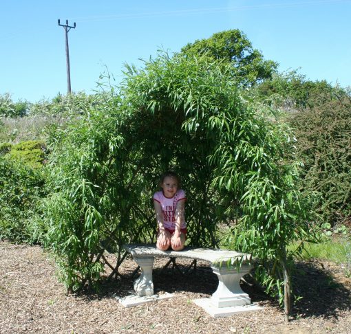 Buy Living willow half bower kit WK 111 at Willows Nursery