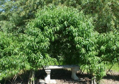 Buy. Living Willow Standard Dome Kit WK105 Showing early Summer growth. The whips at the front were planted to create a wide opening. Willow den bower