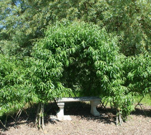 Buy. Living Willow Standard Dome Kit WK105 Showing early Summer growth. The whips at the front were planted to create a wide opening. Willow den bower