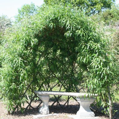 Buy. Living willow half bower kit WK 111 at Willows Nursery