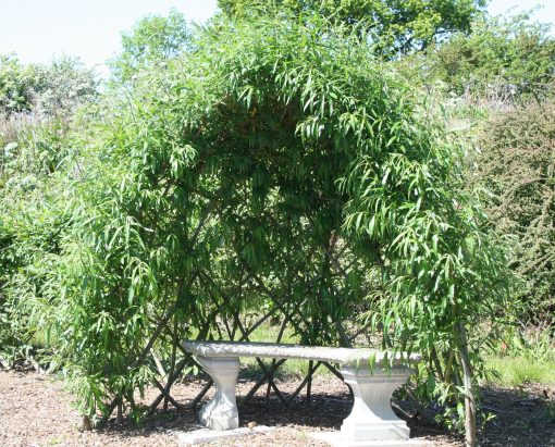 Buy. Living willow half bower kit WK 111 at Willows Nursery