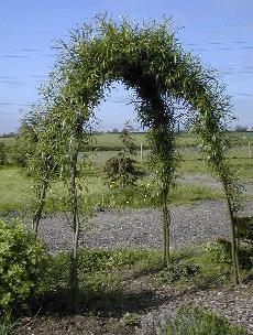 Buy. This is a simple living willow arch