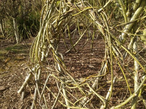 Create your own living willow structure designs with long whips from Willows Nursery.