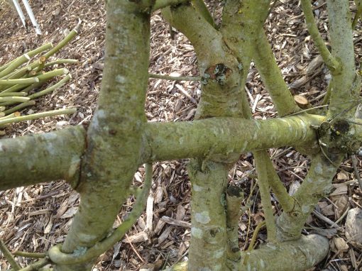 Buy. A Living Willow Fedge at Willows Nursery - close up showing pressure grafting of whips together.