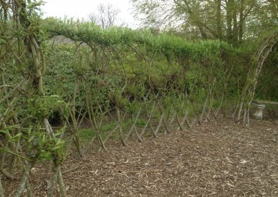 Buy. A Living Willow Fedge at Willows Nursery. Willow fence screen