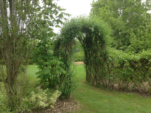 Buy. Living Willow Fedge Kit with Arch/Tunnel at Willows Nursery
