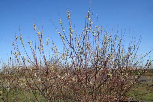Salix Daphnoides Aglaia (Violet Willow) Mainly grown for the deep purple stem colour for winter interest and the large abundant silver catkins in late winter/early spring. Growing at Willows Nursery. Buy short willow cuttings
