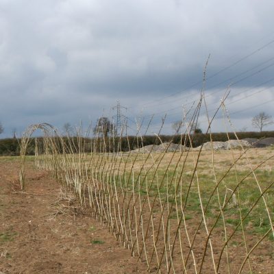 Buy. A Living Willow Fedge C Kit joined to Standard Tunnel Kit at Willows Nursery. Willow fence screen