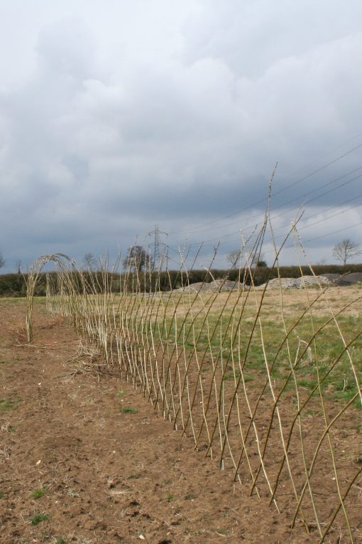Buy. A Living Willow Fedge C Kit joined to Standard Tunnel Kit at Willows Nursery. Willow fence screen
