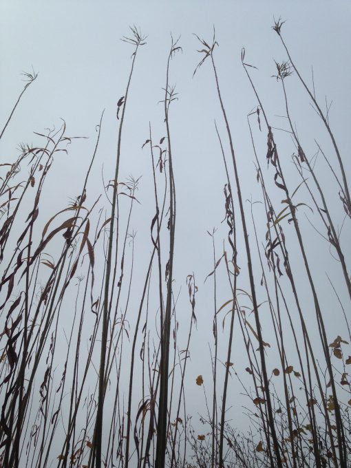 long willow whips growing at Willows Nursery