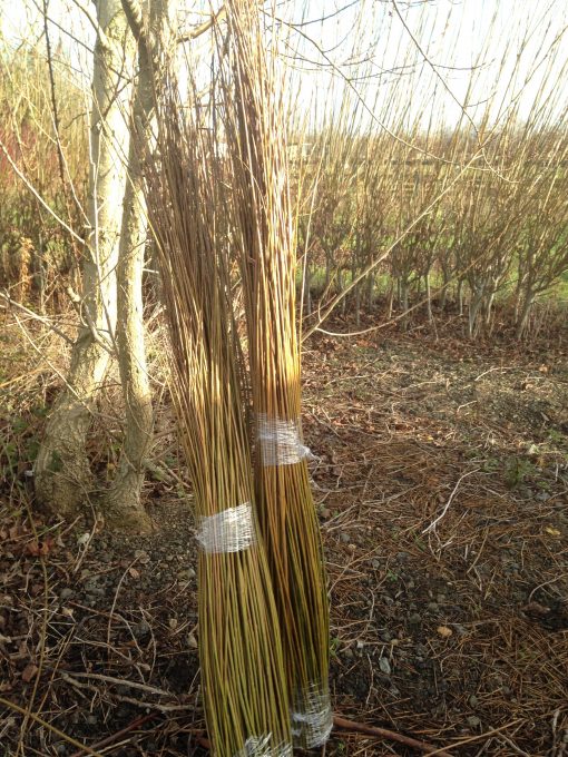 Mixed 3 to 5 ft 'dead' bundle from Willows Nursery. Buy