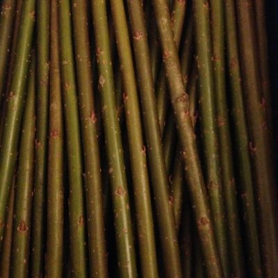 Buy Short willow cuttings of Salix Viminalis 'Bowles Hybrid' at Willows Nursery