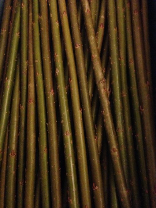 Buy Short willow cuttings of Salix Viminalis 'Bowles Hybrid' at Willows Nursery