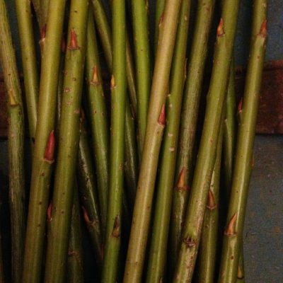 Salix Purpurea “Lambertiana” - W782. Short willow cuttings