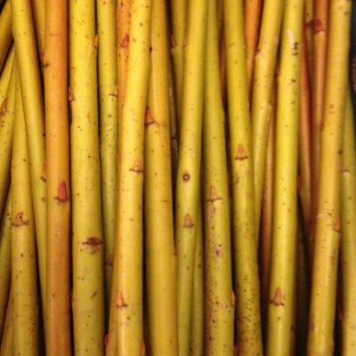 Salix Alba Vitellina (Golden Willow) - Salix Alba Vitellina (Golden Willow) W787. Buy short willow cuttings