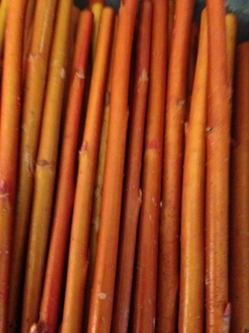 Buy short willow cuttings Salix Alba Britzensis (Coral Bark Willow) Mainly grown for the bright orangey/red stem colour as winter interest. They should be cut back annually in the spring to obtain the brightly coloured fresh growth. Usually the new stem growth will reach at least 6 ft long in one season.