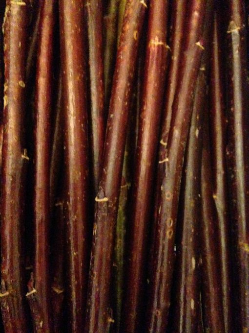 Salix Daphnoides Aglaia (Violet Willow) Mainly grown for the deep purple stem colour for winter interest and the large abundant silver catkins in late winter/early spring. Buy short willow cuttings
