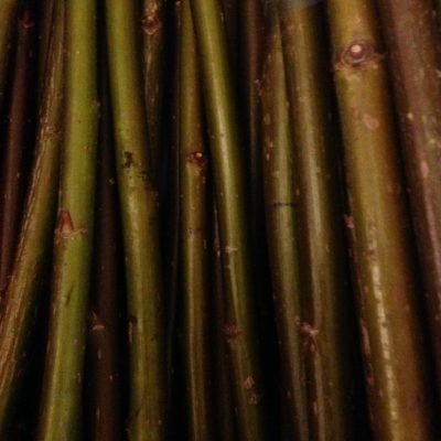 Salix Fragilis (Crack Willow) - W790 Buy short willow cuttings