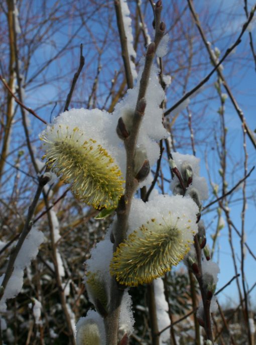 Salix Daphnoides Aglaia (Violet Willow) Mainly grown for the deep purple stem colour for winter interest and the large abundant silver catkins in late winter/early spring. Buy short willow cuttings