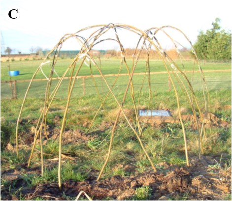 Buy Living Willow Small Dome Kit WK112 as just built at Willows Nursery. willow den bower