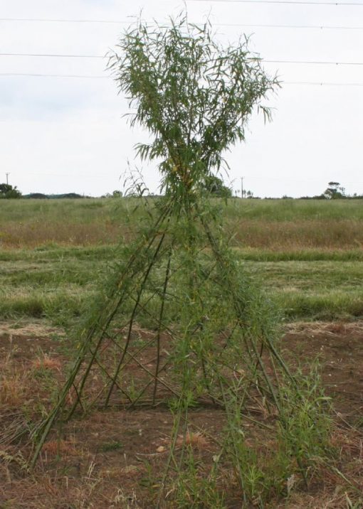 Buy Living Willow Wigwam Kit WK100 at Willows Nursery. Willow Tepee