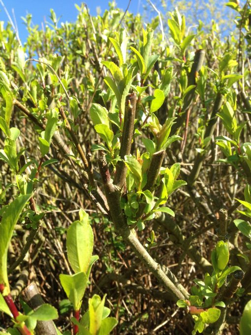 New Spring growth Salix Triandra “Norfolk” W779. Buy short willow cuttings