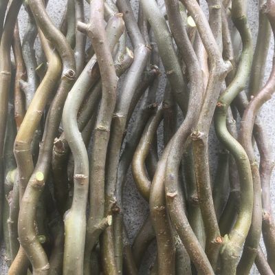 Salix Matsudana ‘Tortuosa’ (Corkscrew or Dragons Claw Willow) W785 Buy