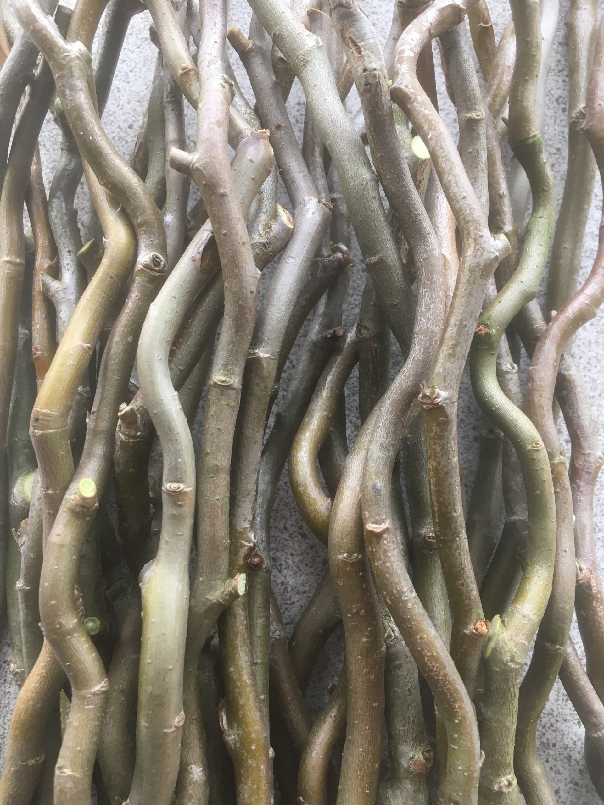 Salix Matsudana ‘Tortuosa’ (Corkscrew or Dragons Claw Willow) W785