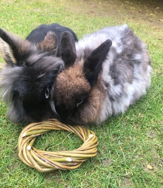Two local pet rabbits testing a willow ring hoop from Willows Nursery