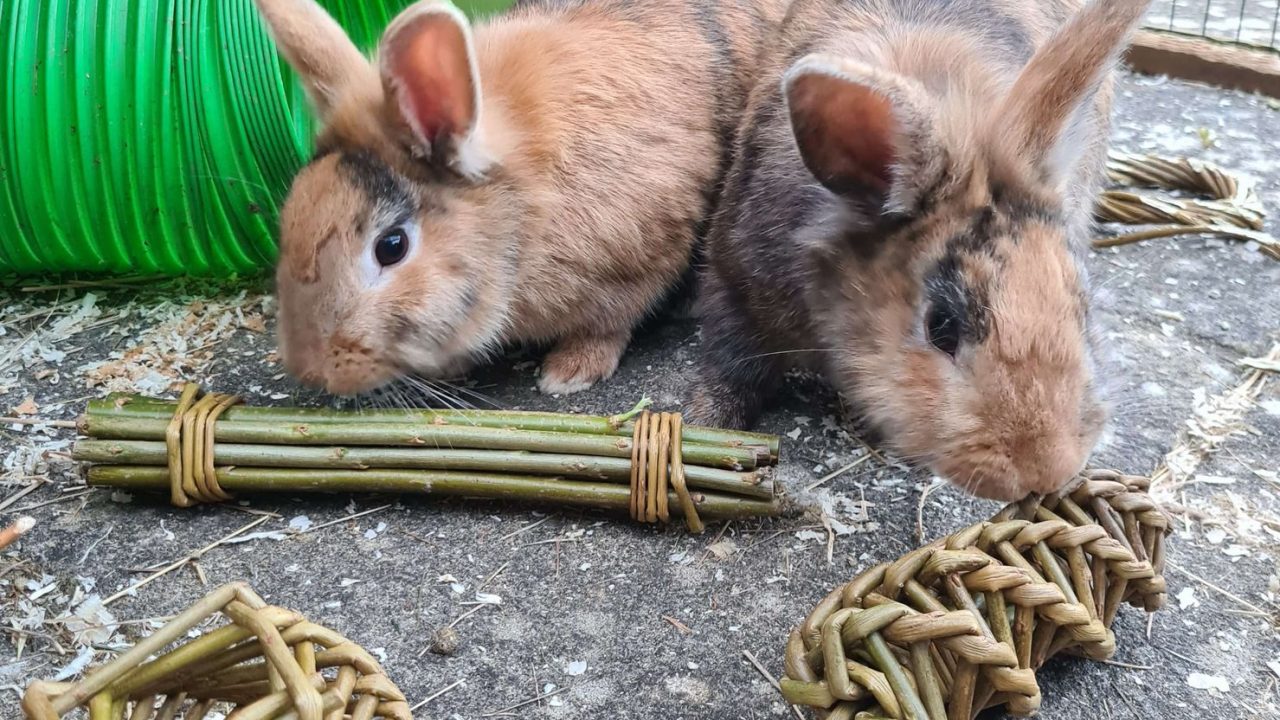 Willow Rabbit Toys Willows Nursery