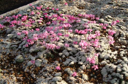 Cyclamen Coum from Willows Nursery in the snow. Buy