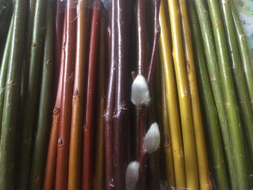 Selection of coloured willow cuttings for sale at Willows Nursery