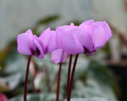 Cyclamen Coum for sale from Willows Nursery