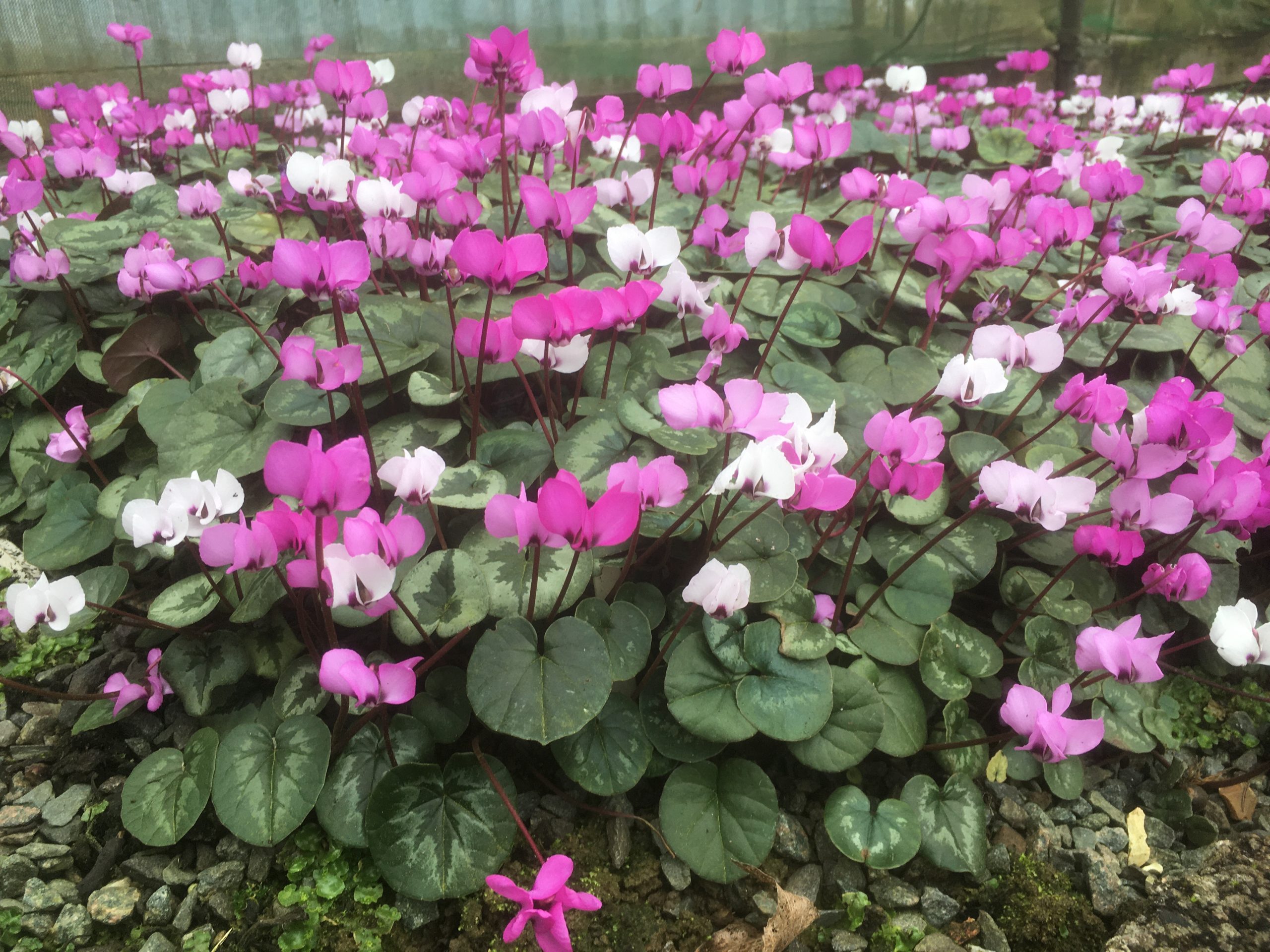 Cyclamen Coum from Willows Nursery