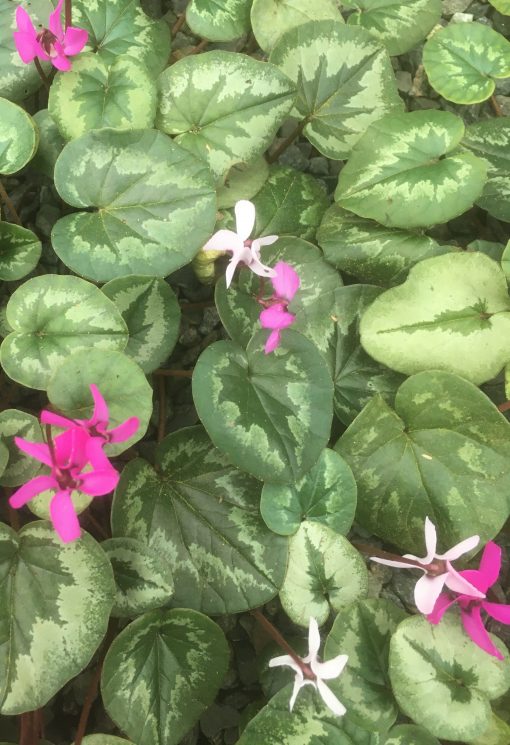 Cyclamen Coum from Willows Nursery, Buy